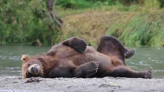 Urso prefere observar peixes em vez de os caçar!