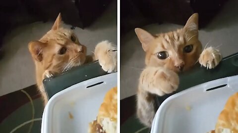 Cat seeing food and wanting to take it from its owner