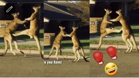 Kangaroos Fighting in Boxing Ring 🥊🥊