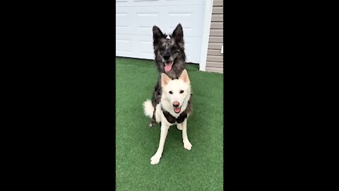 Dogs that are best friends