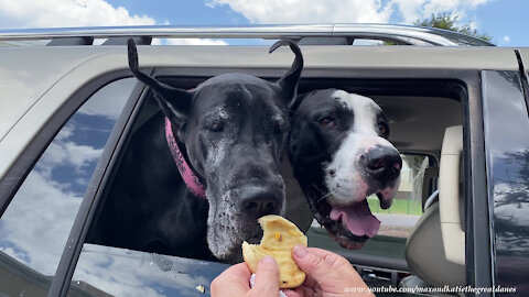 Funny Burger Loving Great Danes Want To Know Where's The Beef?