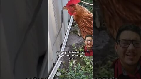 Chickens are not chicken