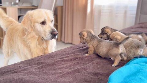 dog meet for first time https://rb.gy/r4gdx5