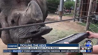 Rhino plays piano at Denver Zoo