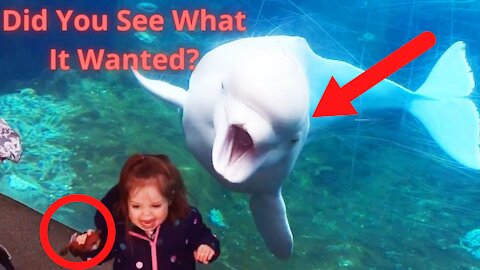 Funny Babies At The Zoo - Try Not to Laugh! | Funny Animal Reactions 2021