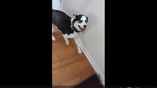 Husky can't hold back excitement upon owner's return