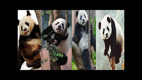 Cute panda videos,cute panda status,cute panda