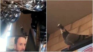 Pigeon walks into a pub...and causes chaos!