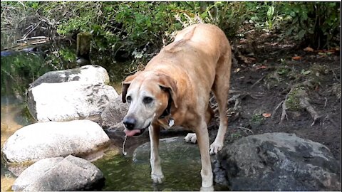 Big Dog Drinks at a Duck Pond