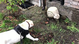 Startled Pup Barks At Giant Rock Snail
