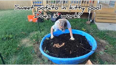 Can you Grow Sweet Potatoes in a Kiddie Pool? Find Out Here! #hedgehogshomestead