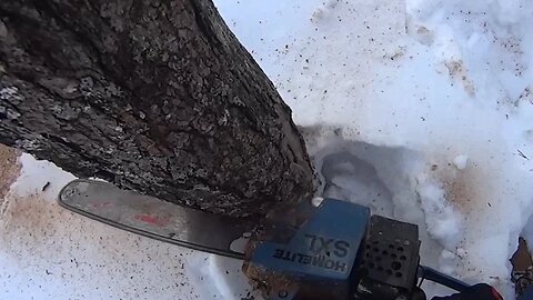 Trying New Sony Action Cam While Felling A Tree & Splitting Fire wood