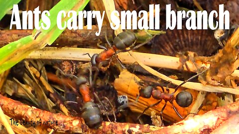 Ants carrying small twig / beautiful insects in nature.