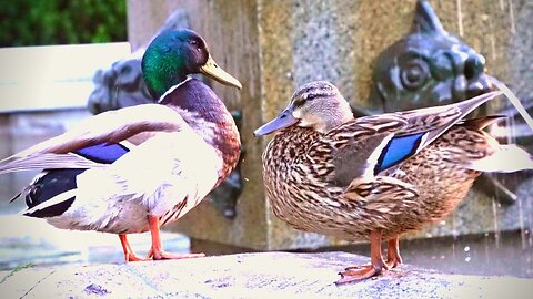 Mallard Duck Couple Taking a Full Use of City Bathing Facilities
