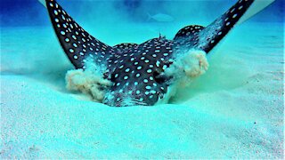 Beautiful spotted eagle stingray has fascinating way of finding food