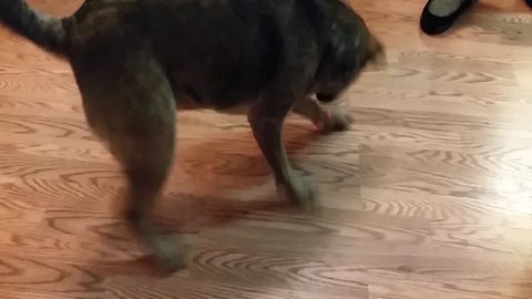 Funny Dog Chases Laser Pointer Like A Cat