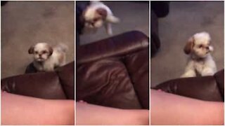 Cane vola dal divano!