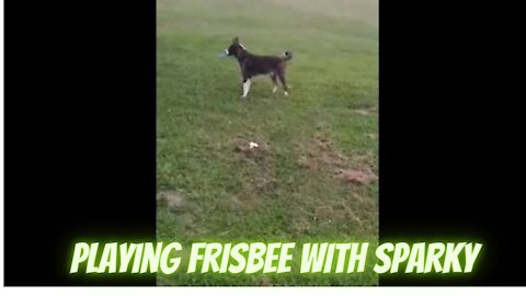 Playing Frisbee With Sparky