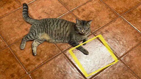 This Cat Waits For Her Food On The Same Tile Spot Everyday