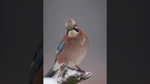 Birds are the most popular group #shorts