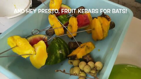 How To Make Mango Kebabs For Baby Flying Foxes In Bat Aviary - Hot Tip Behind The Scenes With Bats
