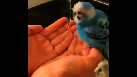 Wow Colourful Parrot 🐦 enjoying bath by tap | #Shorts #Animals #Cutepet