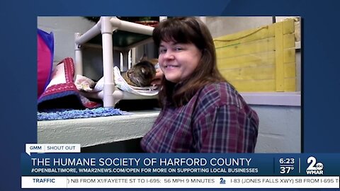 Cats up for adoption at the Humane Society of Harford County