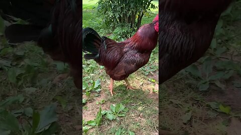 Pervert Chicken #funny #chicken #rooster #shorts #strange