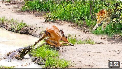 Impala Escapes Crocodile Only To Get Caught by Leopard!