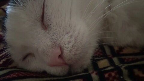 A Snoring 14 Years Old Cat