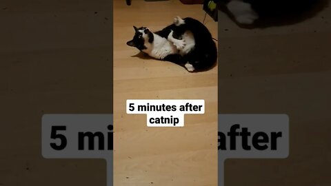 Catnip Suprise Part 2 #shorts #catsoftiktok #cats