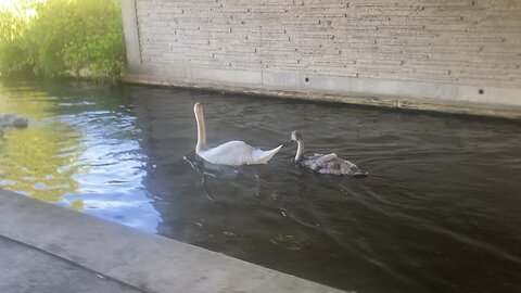 Swimming swans with seven cygnets