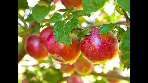 #Sweet & #Good #Torah - Parsha #Yisro - #Hashem's Holy Name in the #Apple