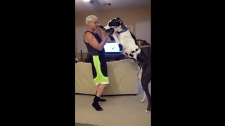 Huge Great Dane Dances With Owner