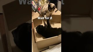 Cats Fight Over a Box