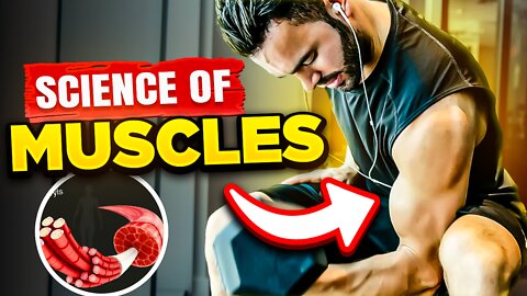 Muscle Building Basics And The Science Behind Gaining Muscle (Explained in 3 stages)