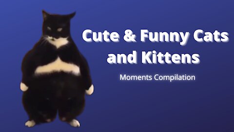 Cute and Funny Cats and Kittens Compilation