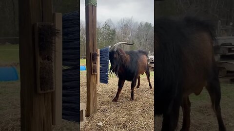 How To Brush Your San Clemente Island Goat 🐐(Easy Method)