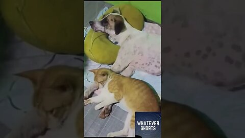 Cat won't leave their sick dog friend alone #shorts #animal #cat #dog #cute