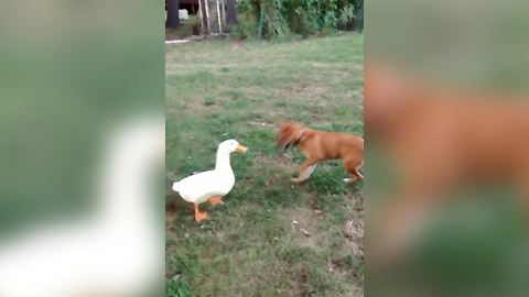 "Hilarious Adventures of a Duck and a Dog"