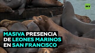 Cifra récord de leones marinos acaparan un muelle de San Francisco
