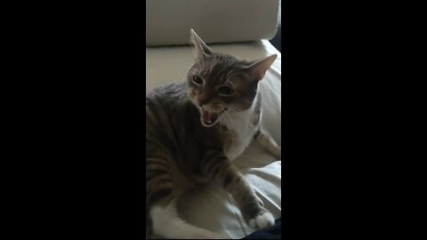 Cute cat Reo got angry 😡