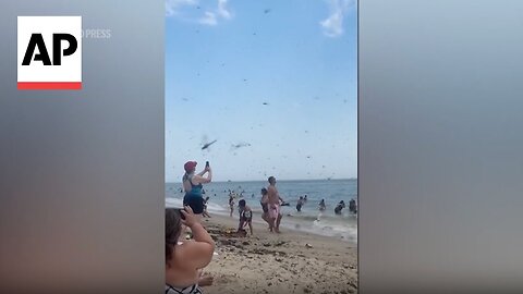 WATCH: Swarm of dragonflies surprise beachgoers in Rhode Island