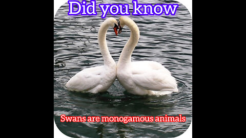 Beautiful facts and information about swans