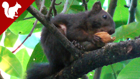 Squirrels and walnuts