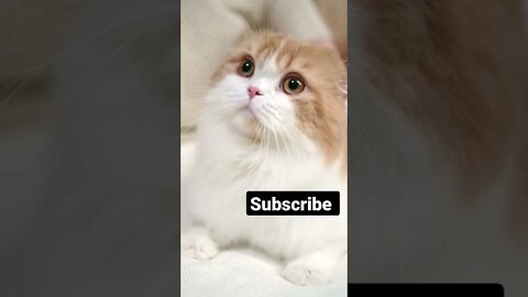 catvideos🙀 #shorts #shortvideo #youtubeshorts #viral