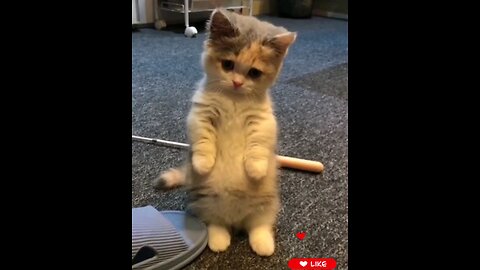 cute_*little_*baby_*kitten_*Amazing_*video_*🙀