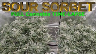 Sour Sorbet - (Seed to Harvest) FULL Cannabis Grow TIME-LAPSE