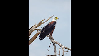 Botswana Birds