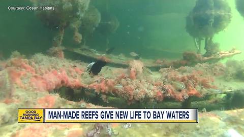USF alum’s man-made reefs help local homeowners get cool fish while cleaning bay waters
